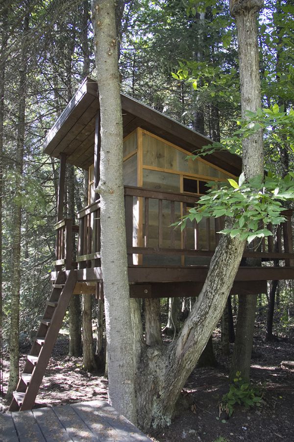 Cabane dans les arbres